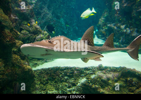 Bowmouth guitarfish (Rhina ancylostoma, Rhina ancylostomus, Rhina cyclostomus), swimming Stock Photo