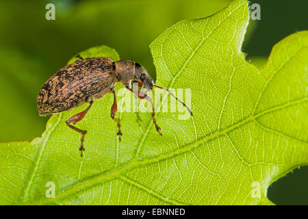 Glaucous leaf weevil (Phyllobius glaucus, Phyllobius calcaratus), on a leaf, Germany Stock Photo