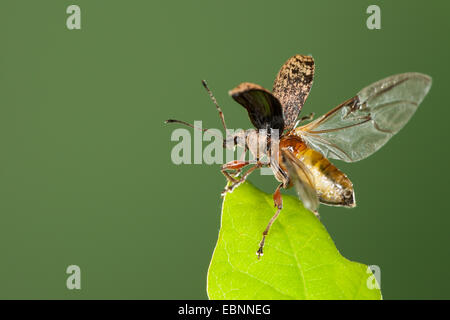 Glaucous leaf weevil (Phyllobius glaucus, Phyllobius calcaratus), landing on a leaf, Germany Stock Photo