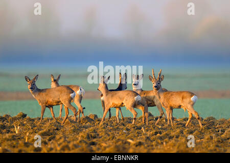 roe deer (Capreolus capreolus), group of roe deers on a field in the morning mist, Germany, Baden-Wuerttemberg Stock Photo