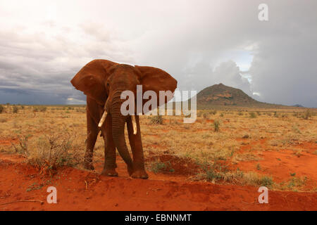 African elephant (Loxodonta africana), adult bull elephant covered with red dust after mud bath showing  threatening posture, Kenya, Tsavo East National Park Stock Photo