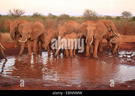 African elephant (Loxodonta africana), herd at a water hole in ferrous red soil, Kenya, Tsavo East National Park Stock Photo