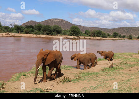 African elephant (Loxodonta africana), herd of elephants at the Uaso Nyiro River, Kenya, Samburu National Reserve Stock Photo