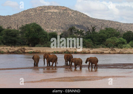 African elephant (Loxodonta africana), herd of elephants at the Uaso Nyiro River, Kenya, Samburu National Reserve Stock Photo