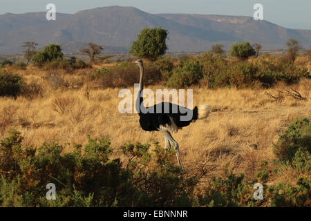 Somali Ostrich (Struthio camelus molybdophanes), in its habitat, Kenya, Samburu National Reserve Stock Photo