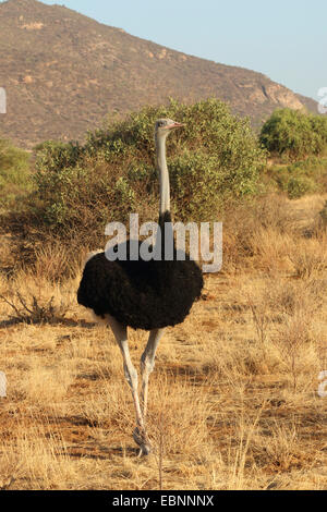 Somali Ostrich (Struthio camelus molybdophanes), male, Kenya, Samburu National Reserve Stock Photo