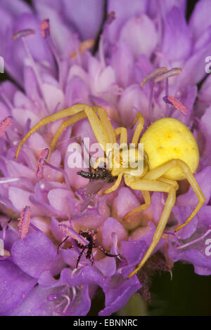 goldenrod crab spider (Misumena vatia), yellow female on a violet flower with prey, Germany Stock Photo