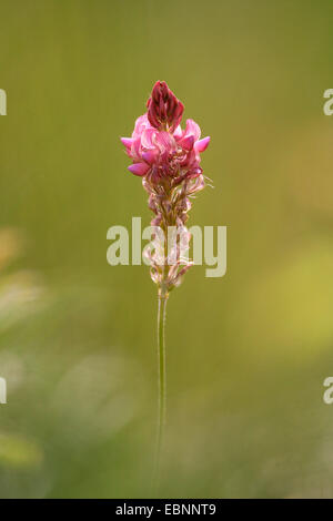 common sainfoin (Onobrychis viciifolia), inflorescence, Germany, Rhineland-Palatinate, NSG Laubenheim Stock Photo