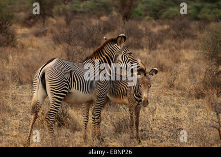 Grevy's zebra (Equus grevyi), mare with foal, Kenya, Amboseli National Park Stock Photo