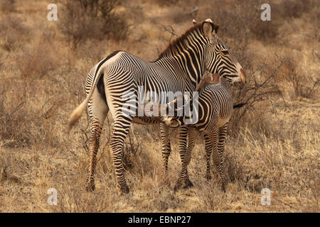 Grevy's zebra (Equus grevyi), mare with suckling foal, Kenya, Amboseli National Park Stock Photo