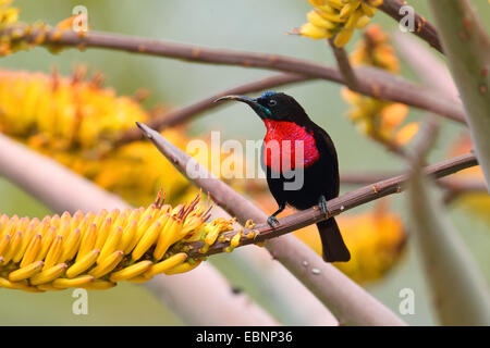 Scarlet-chested sunbird (Nectarinia senegalensis, Chalcomitra senegalensis), searches for food on an aloe, South Africa, Kruger National Park Stock Photo
