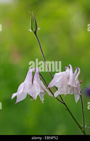 European columbine (Aquilegia vulgaris), flowers, Germany, Baden-Wuerttemberg Stock Photo