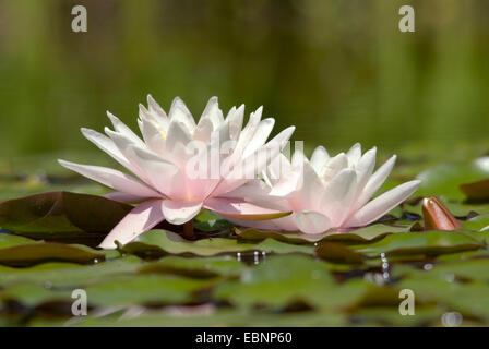 water lily, pond lily (Nymphaea spec.), two flowers Stock Photo