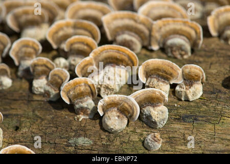Turkey tail, Turkeytail, Many-zoned Bracket, Wood Decay (Trametes versicolor, Coriolus versicolor), several fruiting bodies at a tree trunk, Germany Stock Photo