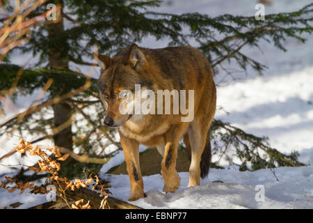 European gray wolf (Canis lupus lupus), standing under a spruce in snow, Germany, Bavaria, Bavarian Forest National Park Stock Photo