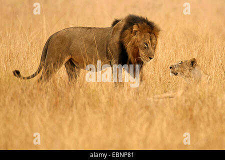 lion (Panthera leo), male and female together in the savannah, Uganda, Queen Elizabeth National Park Stock Photo