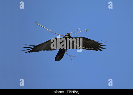 American crow (Corvus brachyrhynchos), flying with nesting material in the bill, USA, Florida, Everglades National Park Stock Photo