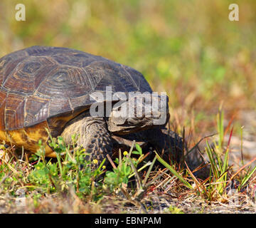 Gopher tortoise, Florida gopher tortoise (Gopherus polyphemus), walking in the dunes, USA, Florida, Merritt Island Stock Photo