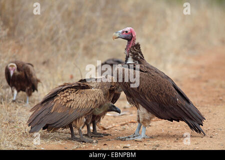 lappet-faced vulture (Aegypius tracheliotus, Torgos tracheliotus), lappet-faced vulture and white-backed vulture standing together on the ground, South Africa, Kruger National Park Stock Photo