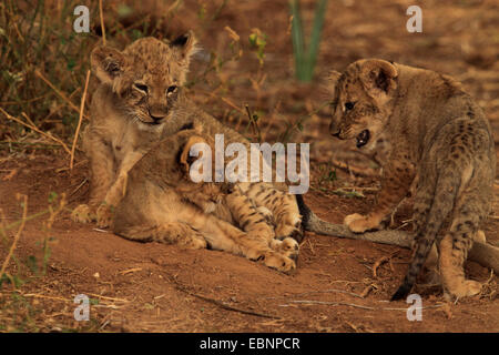 lion (Panthera leo), three lion cubs, Kenya, Samburu National Reserve Stock Photo