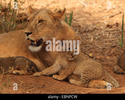 lion (Panthera leo), lying lioness with lion cub, Kenya, Samburu National Reserve Stock Photo