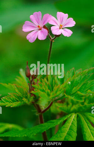 Herb Robert, Red Robin, Death come quickly, Robert Geranium (Geranium robertianum, Robertiella robertiana), blooming, Germany Stock Photo