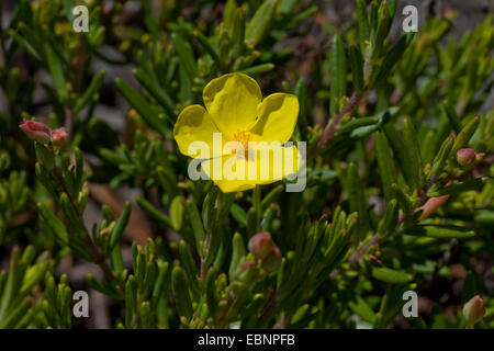 Coast Rockrose (Halimium commutatum), flower