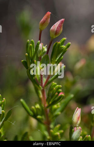 Coast Rockrose (Halimium commutatum), flower buds Coast Rockrose (Halimium commutatum), flower buds