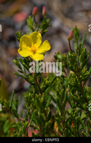 Coast Rockrose (Halimium commutatum), flower