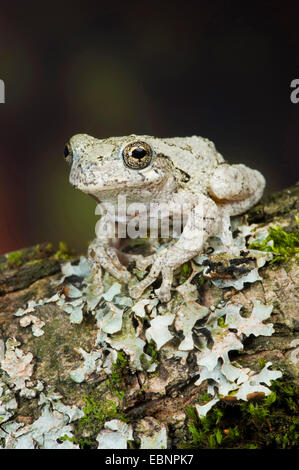 Marbled tree frog (Dendropsophus marmoratus, Hyla marmorata), sitting on a branch with lichens Stock Photo