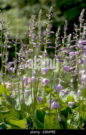 Plantain lily (Hosta ventricosa), blooming Stock Photo