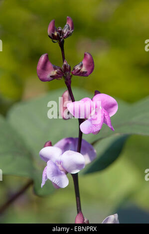 Hyacinth bean, Dolichos bean, Seim bean, Lablab bean, Egyptian kidney bean, Indian bean, Australian pea (Lablab purpureus), inflorescence Stock Photo