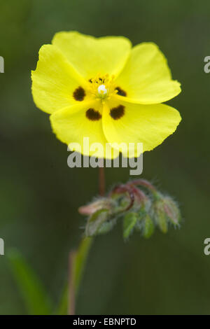 spotted rock-rose (Tuberaria guttata), flower Stock Photo