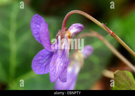 early dog-violet (Viola reichenbachiana), flower, Germany Stock Photo