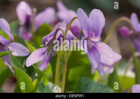 early dog-violet (Viola reichenbachiana), flower, Germany Stock Photo
