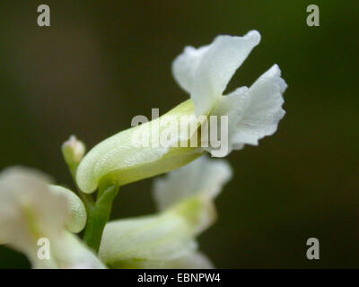 Climbing corydalis (Ceratocapnos claviculata, Corydalis claviculata), flower, Germany Stock Photo