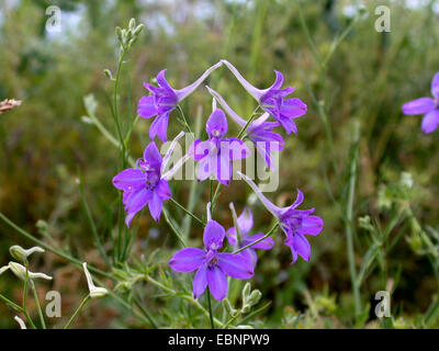 forking larkspur, field larkspur (Consolida regalis, Delphinium consolida), inflorescence, Germany Stock Photo