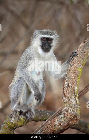 Grivet monkey, Savanna monkey, Green monkey, Vervet monkey (Cercopithecus aethiops), sitting on a tree, South Africa, Kruger National Park Stock Photo