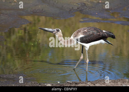 saddle-bill stork (Ephippiorhynchus senegalensis), immature bird drinks at a waterhole, South Africa, Kruger National Park Stock Photo