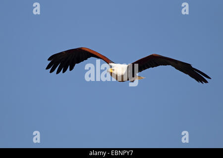 African fish eagle (Haliaeetus vocifer), flying eagle, South Africa, Kruger National Park Stock Photo