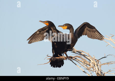 double-crested cormorant (Phalacrocorax auritus), pair sits on a tree and beats with the wings, USA, Florida Stock Photo