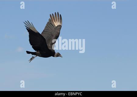 American black vulture (Coragyps atratus), vulture flying off, USA, Florida Stock Photo