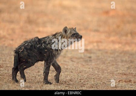 spotted hyena (Crocuta crocuta), young hyena stands in a dune valley, South Africa, Kgalagadi Transfrontier National Park Stock Photo