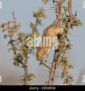 Four-striped grass mouse, Striped mouse (Rhabdomys pumilio), eats leaves in a thornbush, South Africa, Kgalagadi Transfrontier National Park Stock Photo