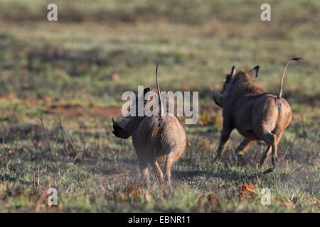 common warthog, savanna warthog (Phacochoerus africanus), two escaping warthogs, back view, South Africa, Pilanesberg National Park Stock Photo