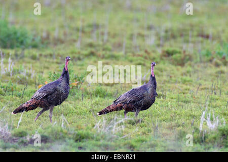 common turkey (Meleagris gallopavo), two males walk on a meadow, USA, Florida Stock Photo