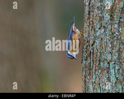 Eurasian nuthatch (Sitta europaea), searches for food on a oak tree , Germany Stock Photo