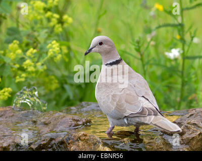 collared dove (Streptopelia decaocto), sitting on a garden fountain to drink there, Germany Stock Photo
