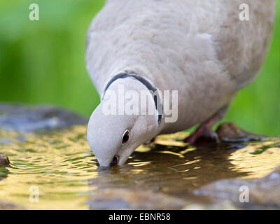 collared dove (Streptopelia decaocto), drinking water from a garden fountain, Germany Stock Photo