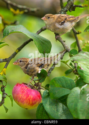house sparrow (Passer domesticus), female sparrows feeding on an apple in an apple tree , Germany Stock Photo